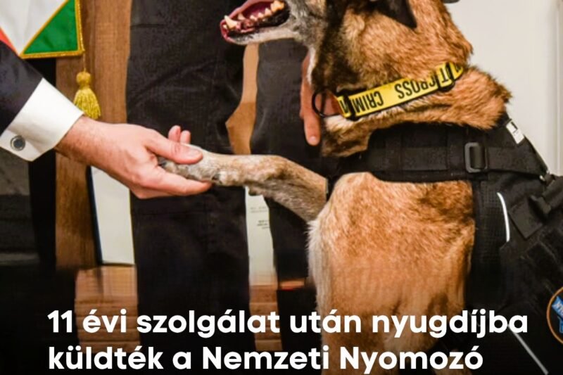 1200 bevetés és 9 év kemény munka után nyugdíjba vonul Tico, a rendőrség egyik legjobb orrú kutyája – részletek